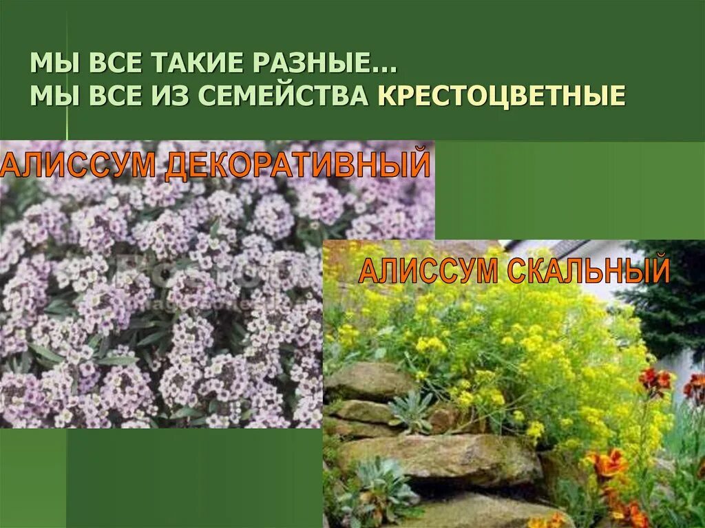 Медоносы крестоцветные растения. Алиссум крестоцветные. Семейство крестоцветные представители алиссум. Декоративные растения семейства крестоцветных. Семейства крестоцветные и розоцветные 7 класс