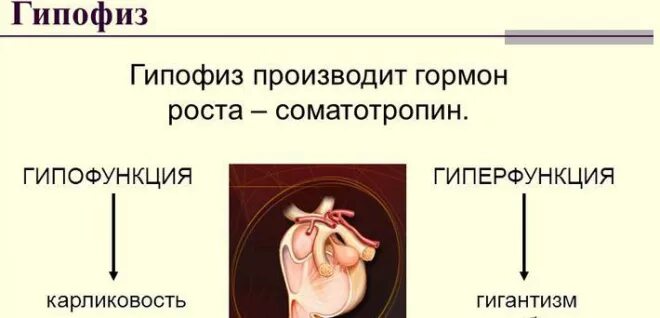 Гипофиз гормоны роста таблица Гормоны гипофиза Студопедия
