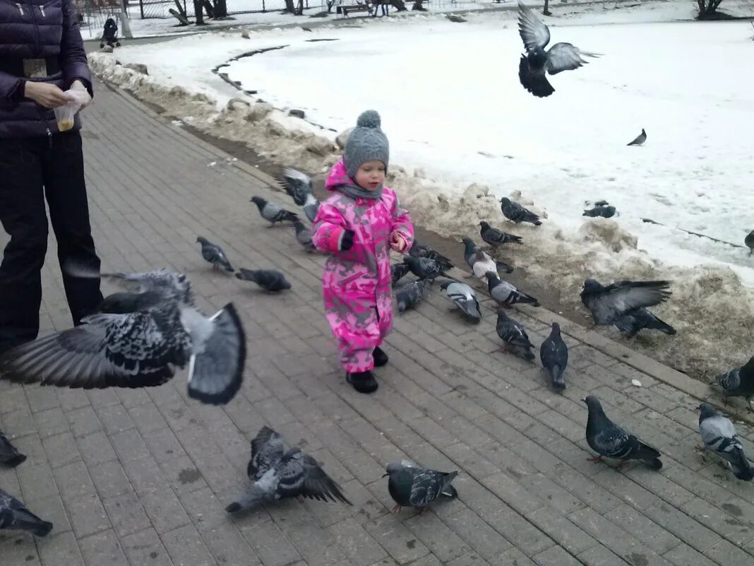 гули гули мазафака. одноклассники гули гули гули. гули гули голуби. гуль гуль гуль гуль.