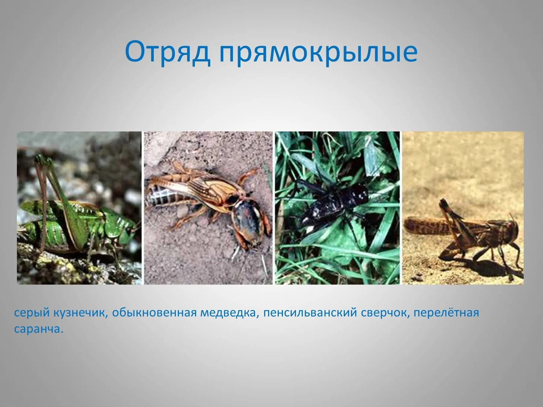 Прямокрылые насекомые представители. Отряды насекомых прямокрылые. отряд прямокрылые медведка. отряд прямокрылые кузнечики. отряд прямокрылые саранча.