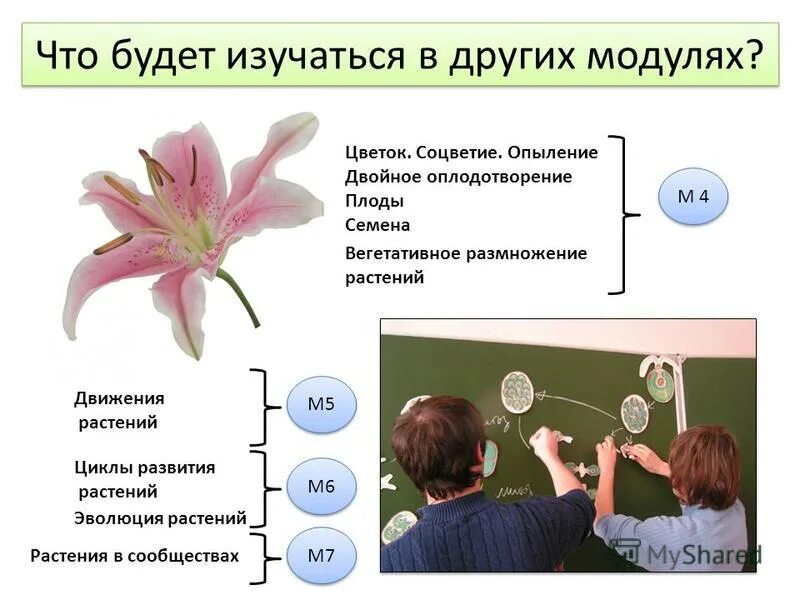 Опыление двойное оплодотворение 6 класс презентация