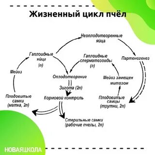 Цикл пчелы