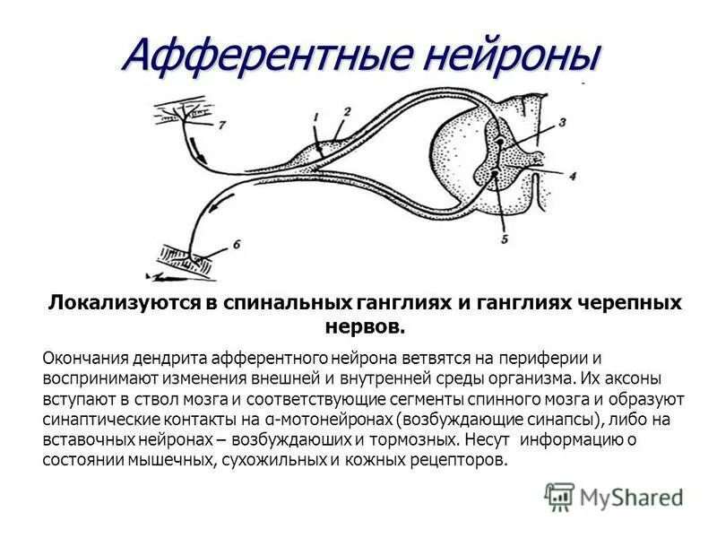Строение афферентного нейрона. Афферентный ассоциативный эфферентный. Эфферентный нейрон. Афферентные нейроны. Функция афферентных нейронов.