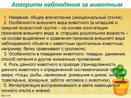Наблюдение за питомцем