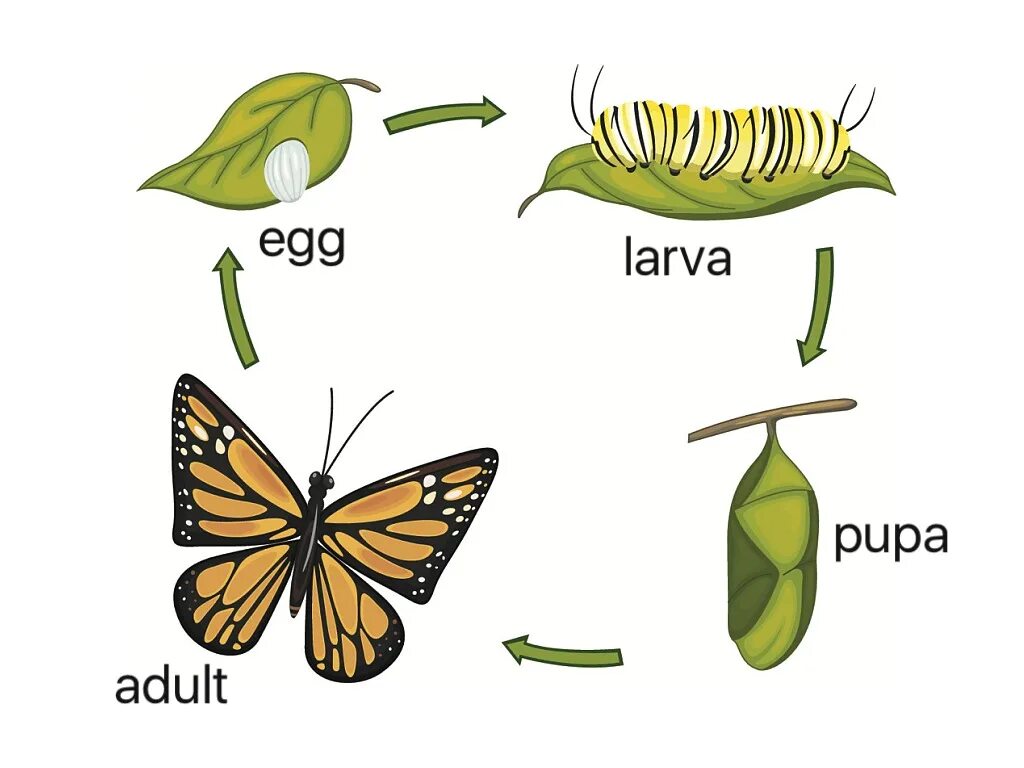Развитие бабочки схема. Личинка гусеница куколка бабочка. Развитие бабочки. Превращение гусеницы в бабочку. Цикл развития бабочки.