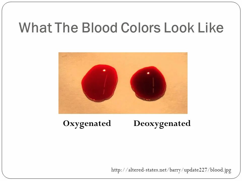 Яркий цвет крови. Цвет крови. Цвет человеческой крови.