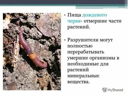 Дождевые черви функциональная грамотность 3 класс презентация