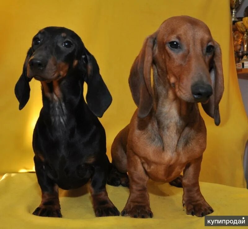 Карликовая такса. Карликовая такса взрослая. Порода такса. Такса окрас твин. Порода такса.