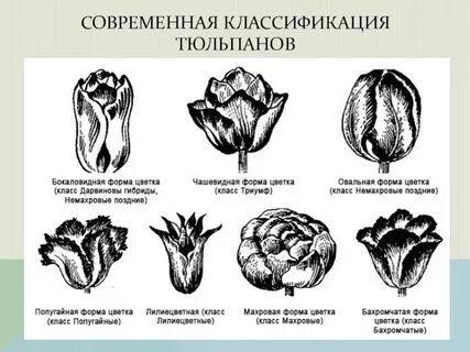 Систематическая группа тюльпана