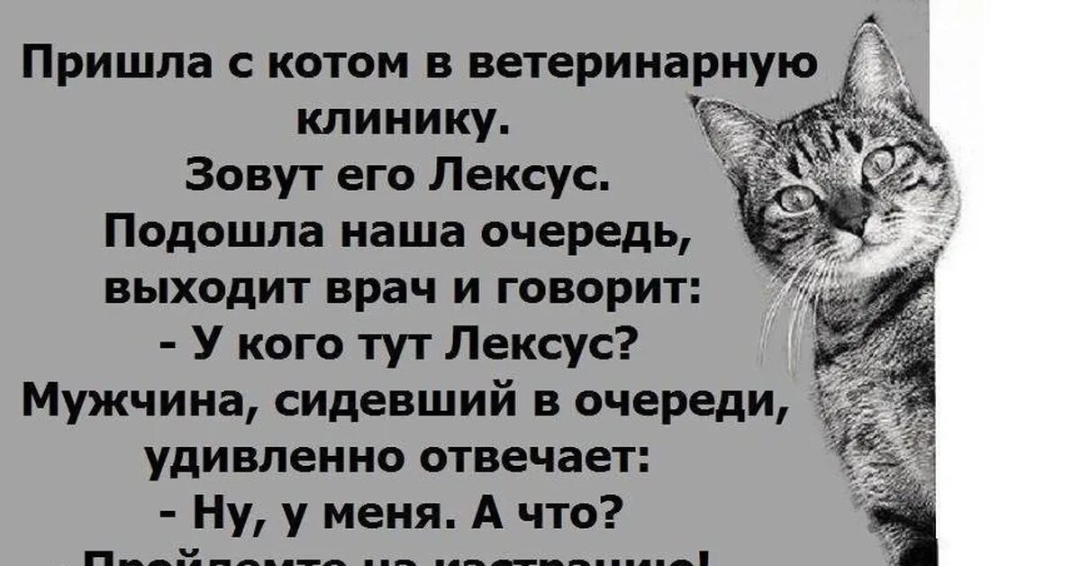 Анекдоты ветеринара. Пришла с котом в ветеринарную клинику. Анекдоты про ветеринаров. Ветеринар юмор. Ветеринар прикол.