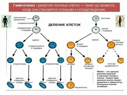 Последовательность развития половых клеток и зародыша