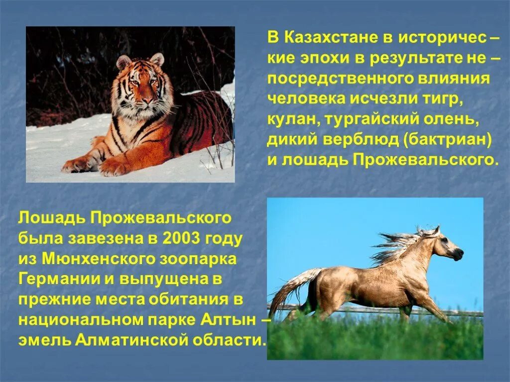 Проблема охраны животных