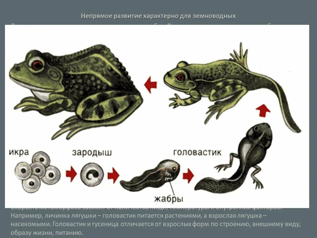 2 примера развития животных. Этапы развития головастика лягушки. этапы появления лягушки. стадии развития лягушки 3 класс. стадии развития головастика лягушки.