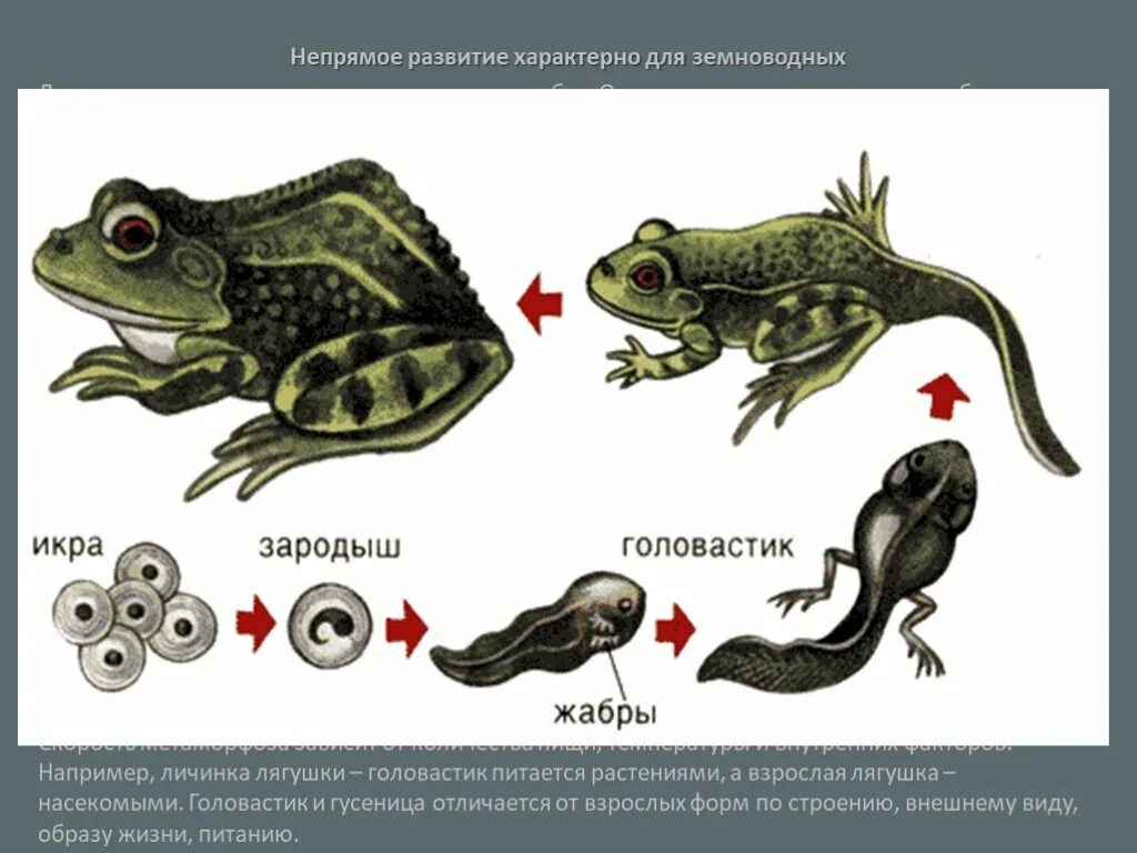 Пример иллюстрирующий размножение у животных. Жизненный цикл развития лягушки. Этапы развития головастика лягушки. Стадии размножения лягушки. Икринка головастик лягушка схема.