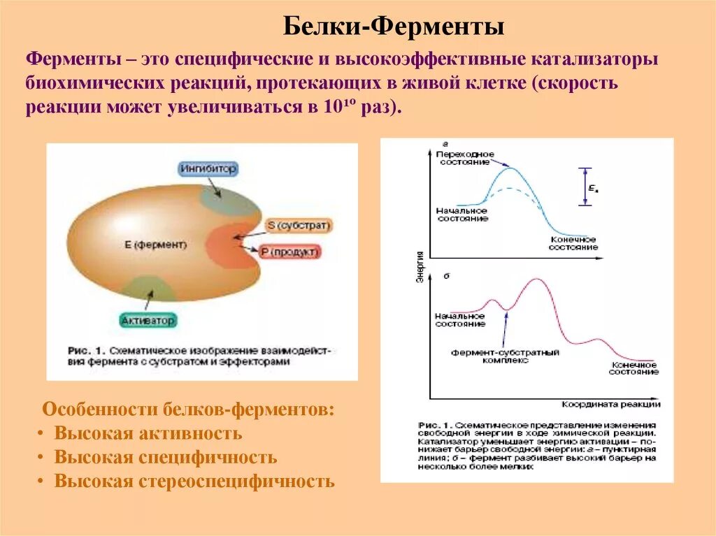 Таблица активность ферментов биохимия. Белки ферменты. Белки клетки, катализирующие биохимические процессы. Ферменты как катализаторы биохимических. Химическая реакция катализируемая ферментом