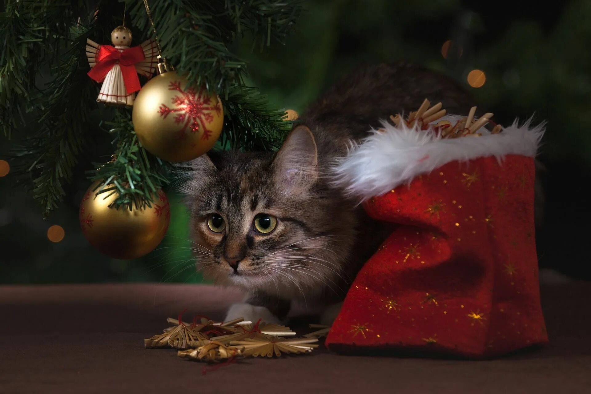 Кот празднует новый год. Новогодний котик. кот новый год. котенок под елкой. рождественский кот.