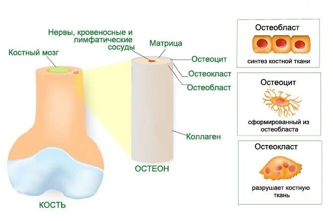 Остеобласт строение. Образование остеобластов. Костная ткань остеобласты. Костная ткань остеобласты. Строение костной ткани остеобласты.