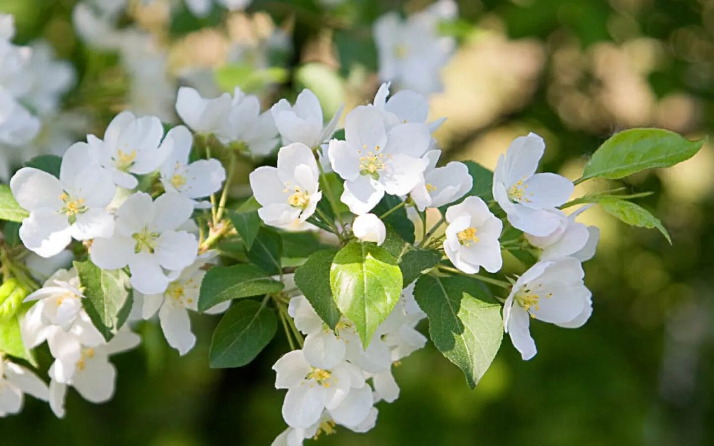Цветет яблоня пинк роуз. Яблоня пинк перл. Яблоня цветёт. Цветет яблоня пинк роуз. Яблоневый сад яблоня цветет.