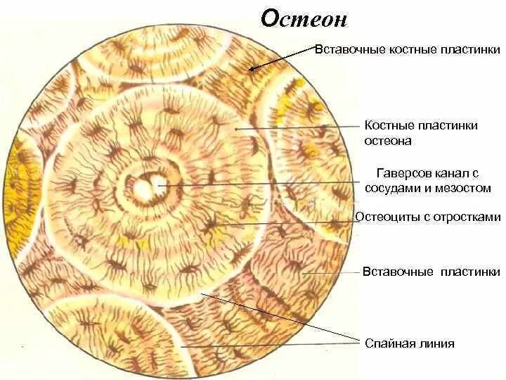 Срез кости. Костные пластинки пластинчатой костной ткани. Пластинчатая костная ткань вставочные. Пластинчатая костная ткань Остеон. Поперечный срез остеона.