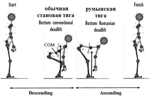 Отличие становой от румынской