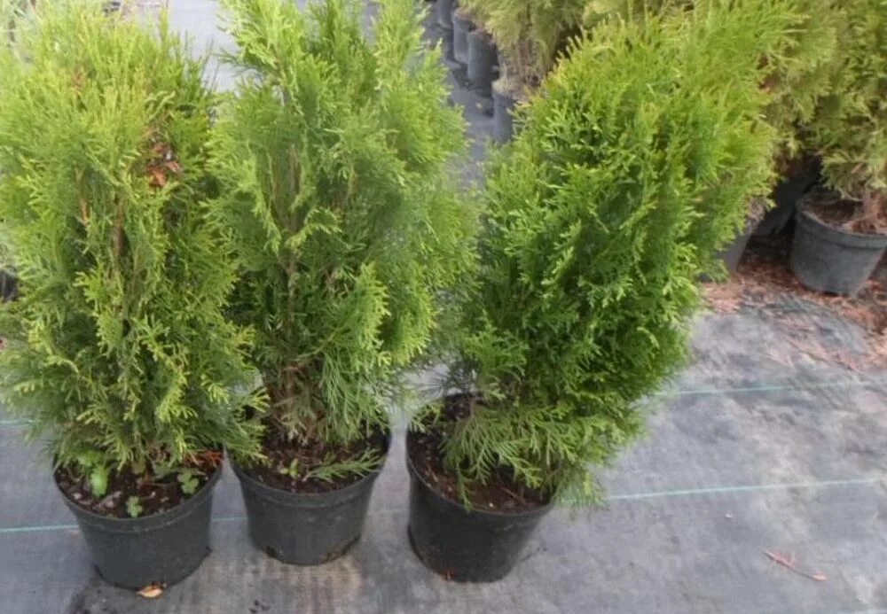 Туи можжевельники кипарисовик. Туя в горшках зимой. Кипарисовик элвуди. Хвойные растения на балконе. Туя смарагд конусовидная.