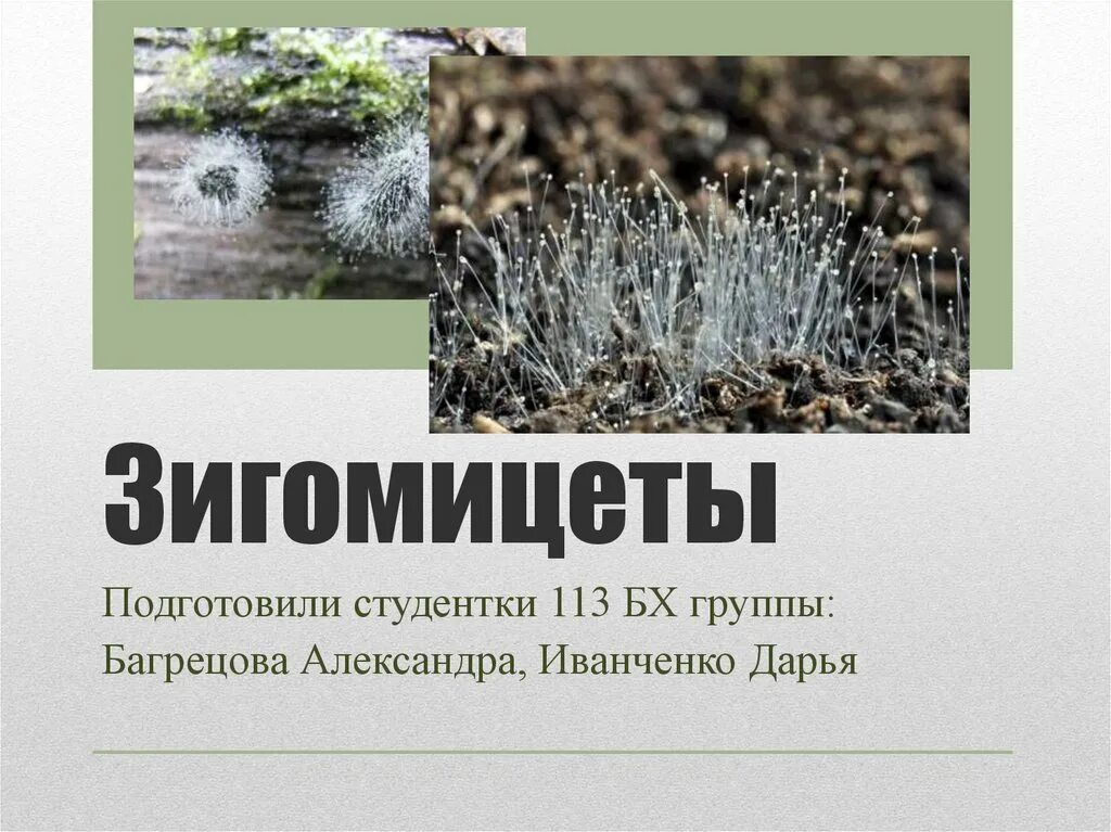 Зигомицеты это. Зигомицеты. отдел зигомицеты. зигомикота представители. зигомицеты особенности.