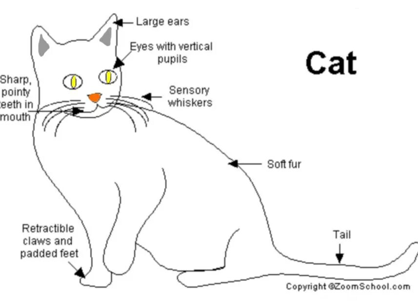 Cat organ. Parts of the body of an Cat 3 класс. Cat body Parts. Ing схема кота. Кошка интернал.