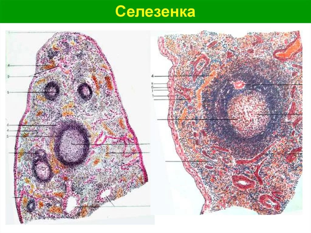 Селезенка гистология препарат. Строение селезенки гистология. Селезенка микропрепарат гистология. Мантийная зона селезенки гистология. В селезенке образуются клетки