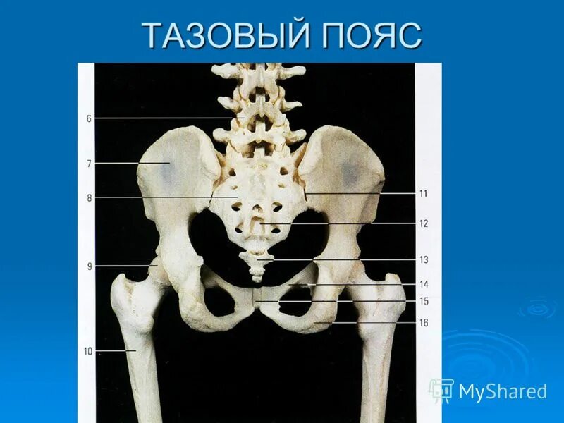 Тазовые кости скелета человека