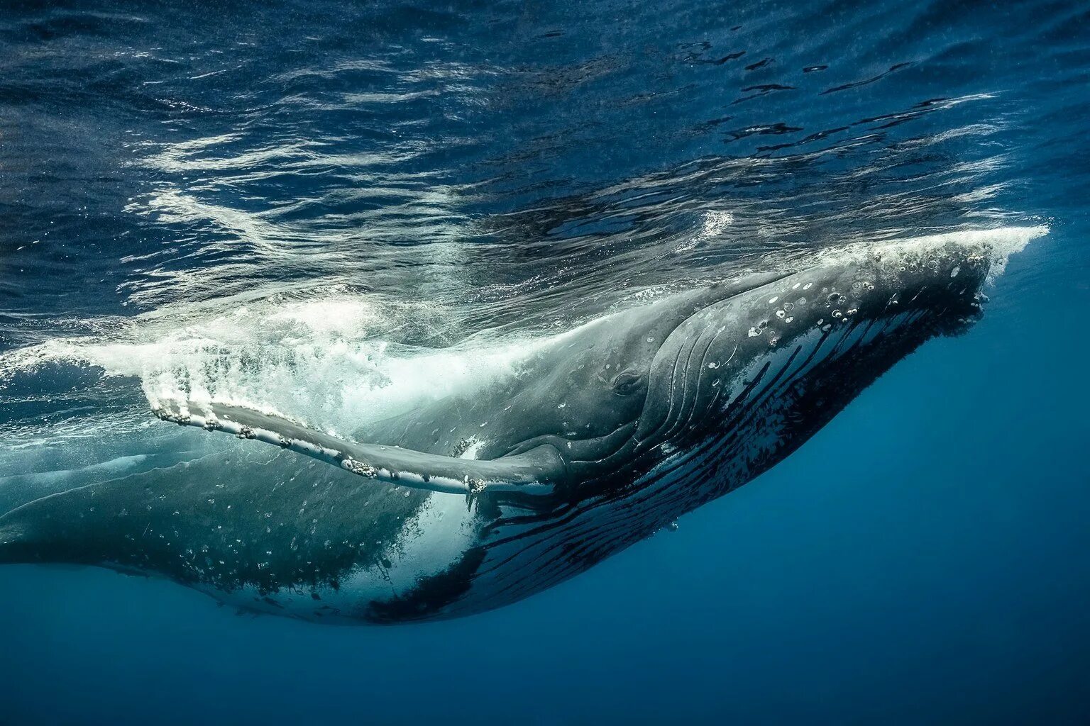 Голубой кит Balaenoptera musculus. Кит Горбач. Горбач горбатый кит. Кит Горбач хвост.