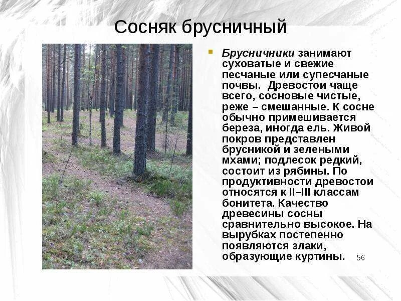 Сосняк от какого слова образован