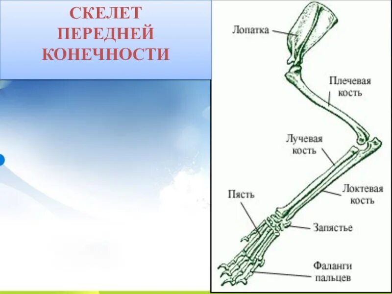 Скелет передних и задних конечностей млекопитающих