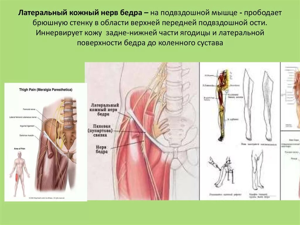 Невропатия наружная бедра. Невропатия бедренного нерва анатомия. Наружный бедренный кожный нерв. Латеральный бедренный кожный нерв. Кожный бедренный нерв анатомия.