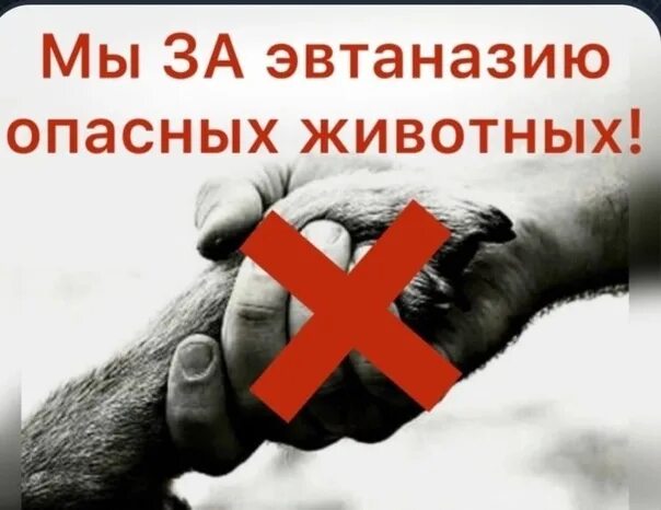 Против эвтаназии животных. Против эвтаназии животных картинки. мы против эвтаназии животных. усыпление бродячих животных. флешмоб против эвтаназии.