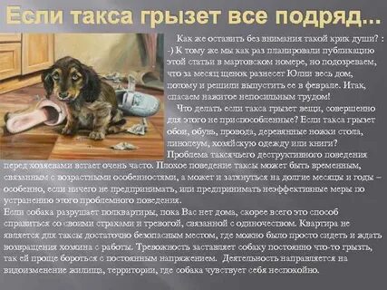 Что делать если собаке плохо