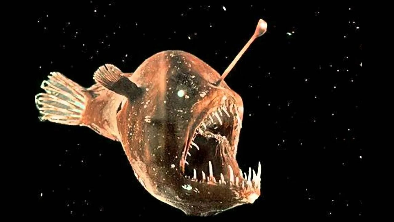 Angler fish