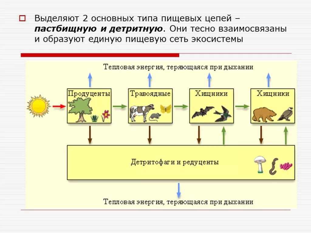 Какова роль производителей в пищевой цепи кратко. Поток энергии через типичную пищевую цепь. Общая схема пастбищной пищевой цепи. Схема передачи энергии в пищевых цепях. Составления схем передачи вещества и энергии цепей питания кратко.