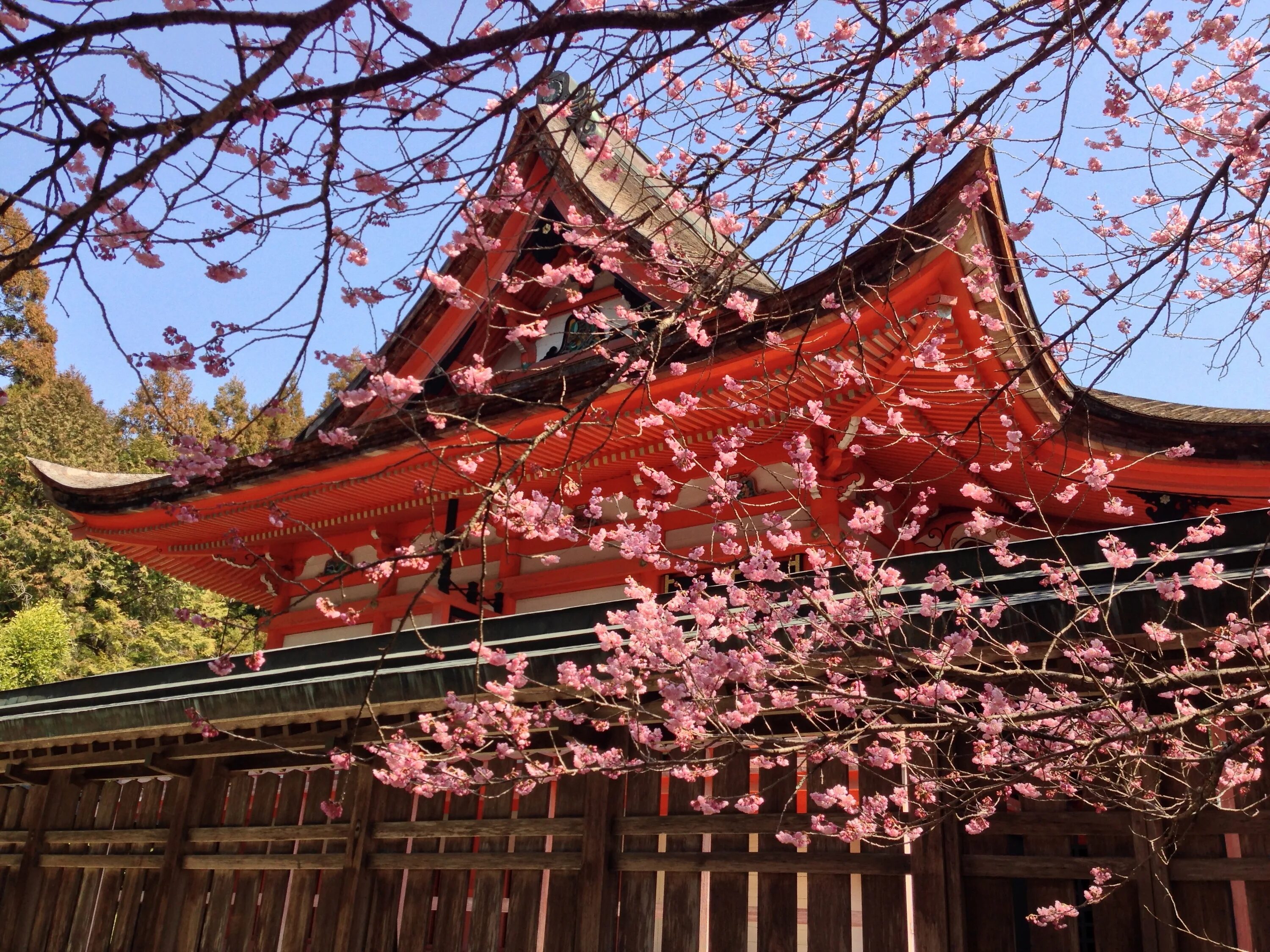 Синтоистский храм в Японии Сакура. КОВАГОЭ Япония. Киото город в Японии Сакура. Сакура в Хэйан-Дзингу.
