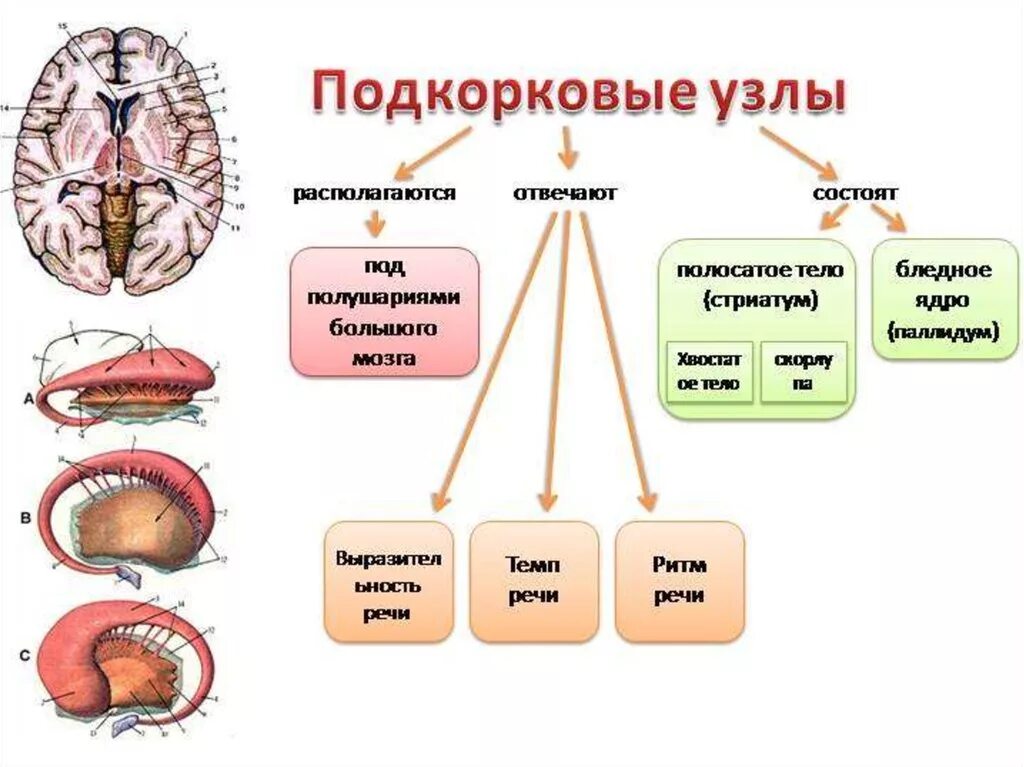 Подкорка головного мозга. Подкорковые функции головного мозга. Анатомия физиология подкорковых узлов. Головной мозг подкорковые ядра структура и функции. Строение подкорковых структур мозга.