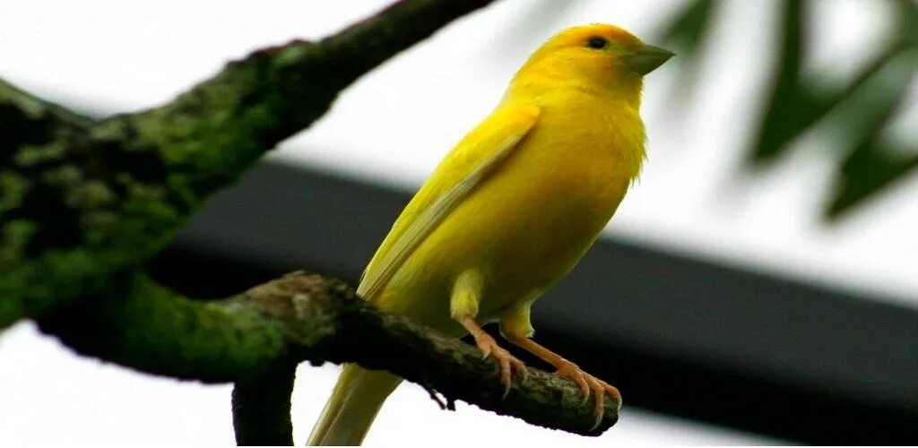 Канарейка кенар. Canary 1. Canary 1. Мозамбикский канареечный вьюрок. Канарейка чубатая желтая.