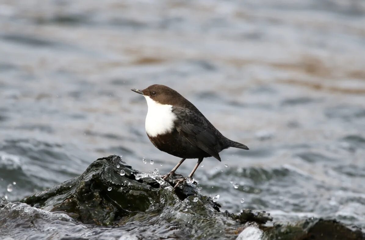 Оляпка рабочий лист. Водяной воробей оляпка изложение. Оляпка передача. Оляпка рабочий лист. Оляпка рабочий лист.
