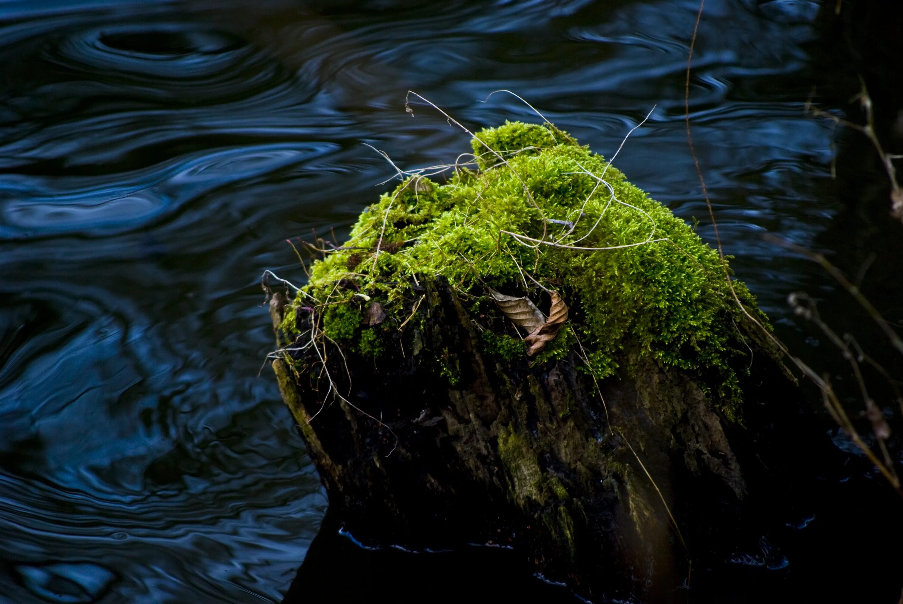 Водоросли поглощают воду