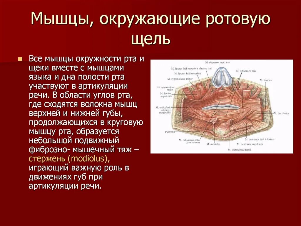 Губы мышцы рта. Мышцы окружающие ротовую. Мышцы окружающие ротовую щель. Мышцы окружающие отверстие рта. Мышцы окружности рта анатомия.