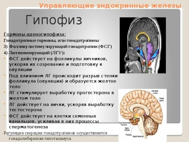 Эндокринная система гипофиз. Гипофиз это железа. Гонадотропные гормоны аденогипофиза. Гонадотропная функция гипофиза. Гипофиз влияние гормона