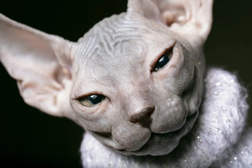 Сфинкс (порода кошек). Канадский сфинкс альбинос. Лысая кошка сфинкс. Петерболд кошка.