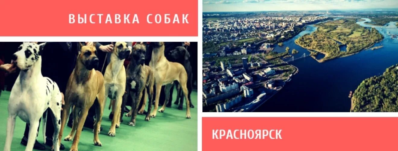Выставка собак красноярск. Выставка собак Тольятти. Собачьи выставки в этом году в Красноярске. Выставка собак Тюмень 2022.