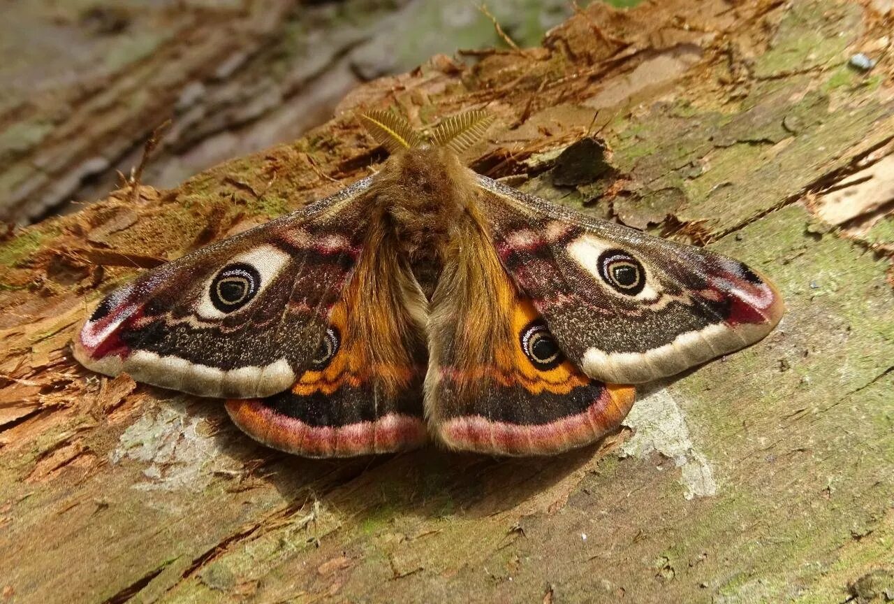 Бабочка Saturnia Pavonia. Павлиноглазка Сатурния. Бабочка Павлиноглазка. Павлиноглазка Грушевая бабочка.