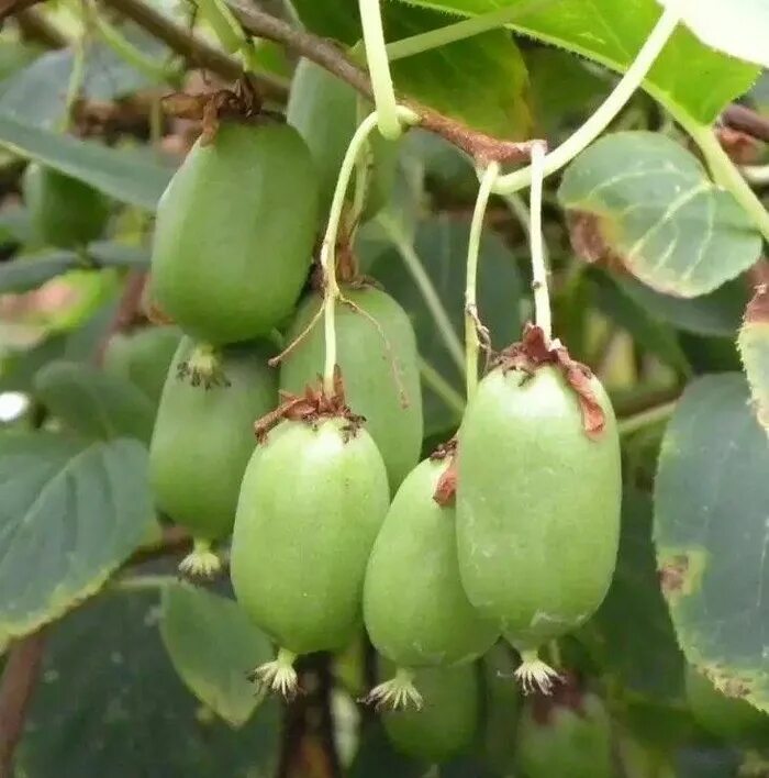 Купить саженцы Актинидия аргута Actinidia arguta Буреянка в Москве с доставкой п