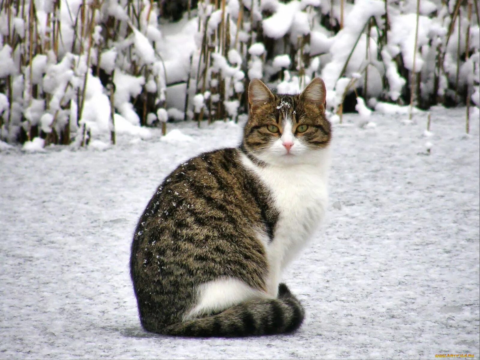 Сидит сугробе. Зимние котики. Коты зимой. Коты на улице зимой. Полосатая кошка зимой.