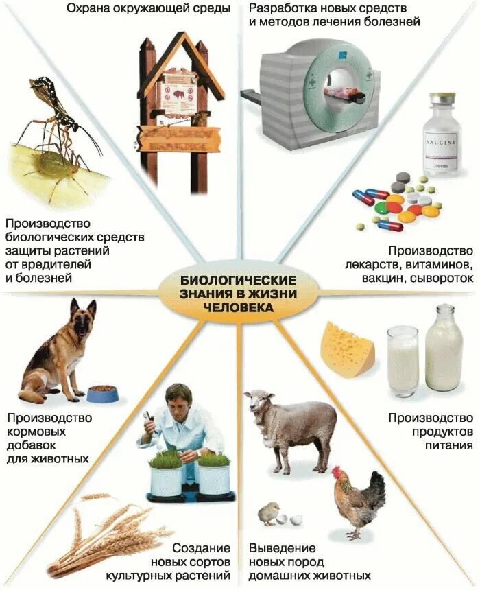 Значение биологических знаний в жизни человека. Схема биологические знания в жизни человека. Схема значения биологических знаний. Значение биологических знаний в жизни человека 5 класс биология. Конспект по теме значение биологии